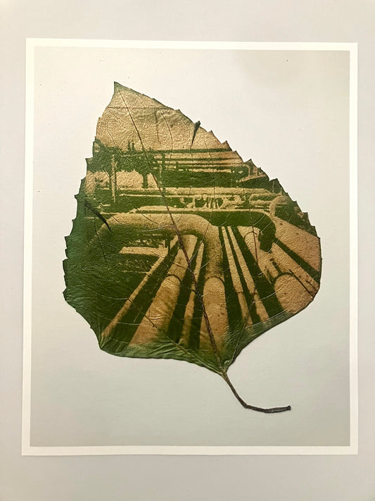 Ancient Sunlight Art Print - Pipelines (Unframed)